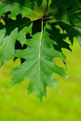 Quercus palustris - dub bahenní (16) - list